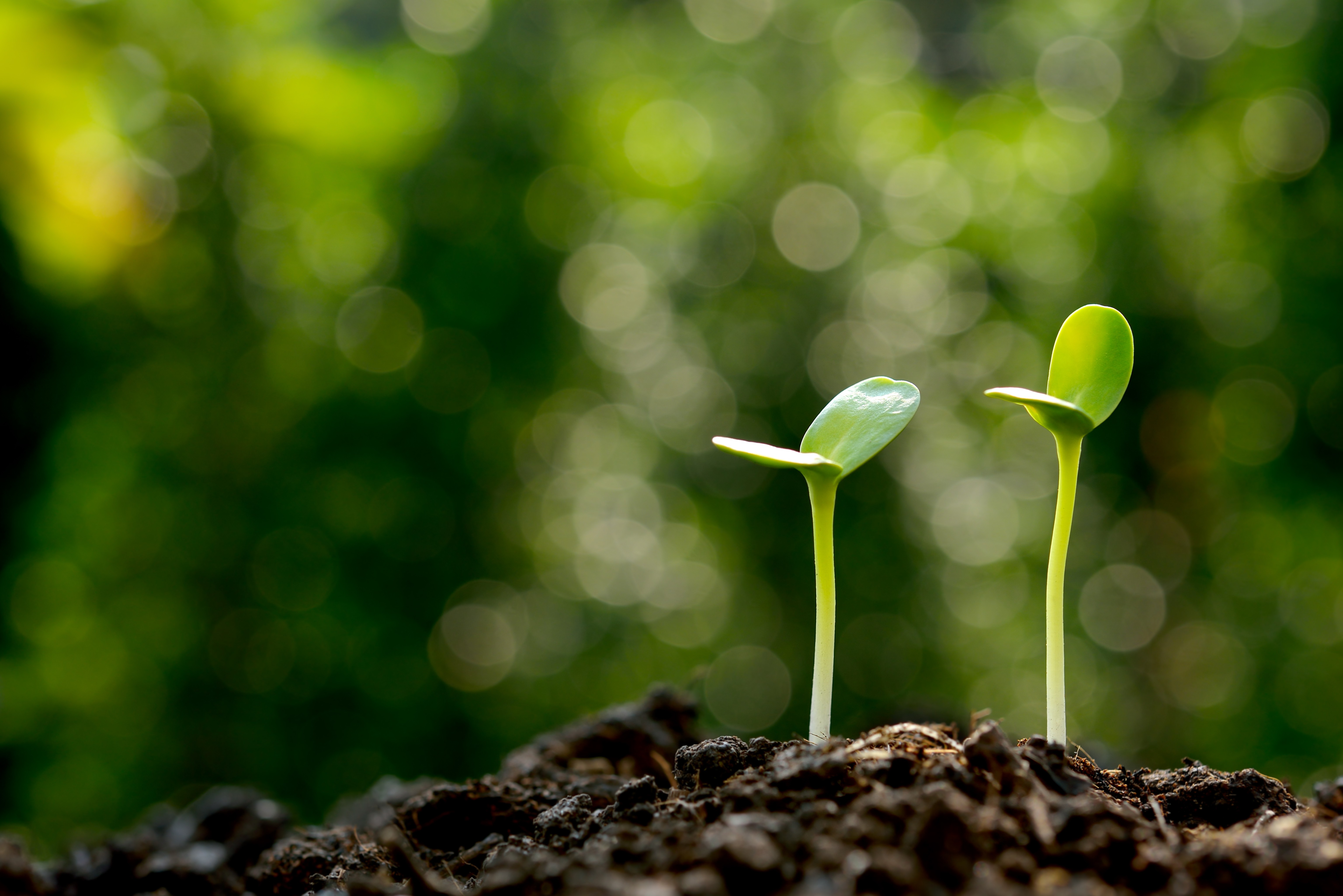 Two green seedlings sprouting from soil against a blurred natural green background