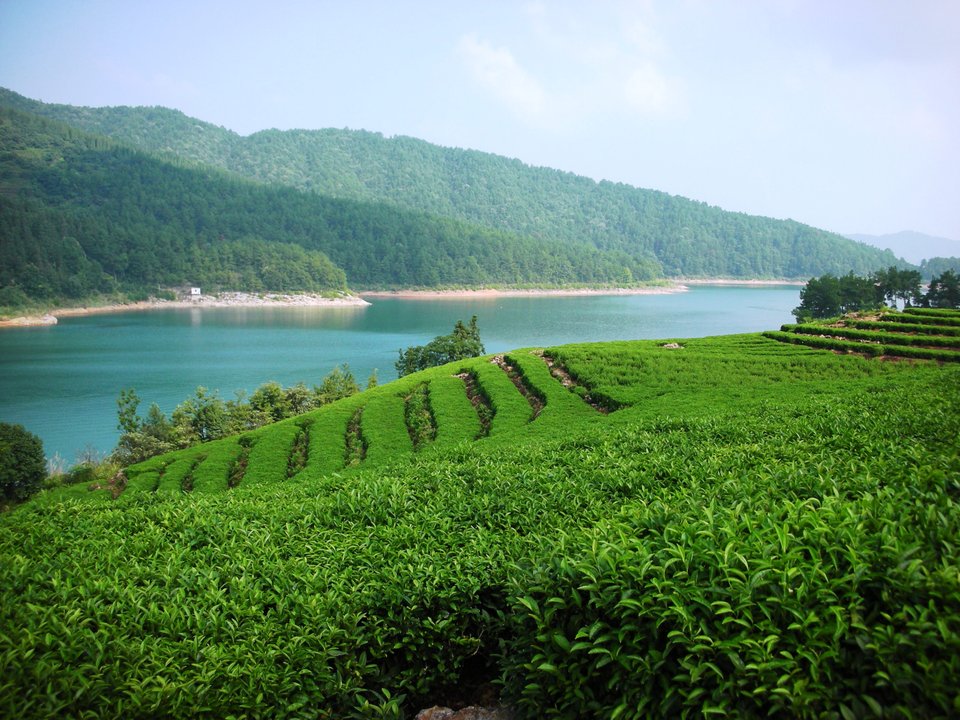 green plantation next to a river