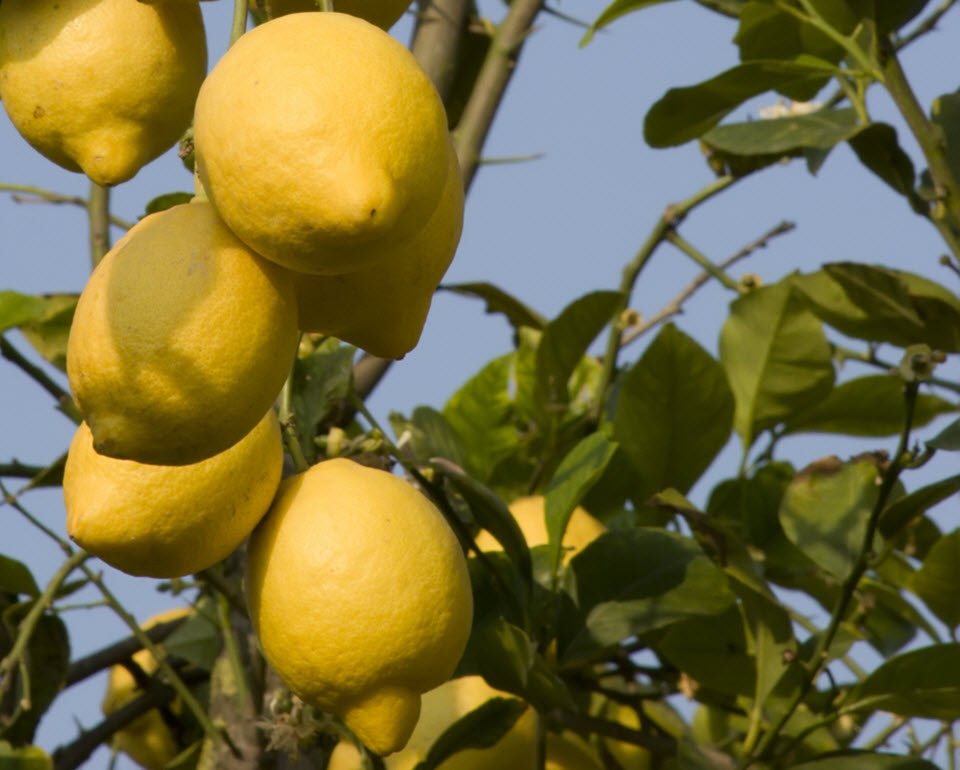 close-up image of lemons in a lemon tree