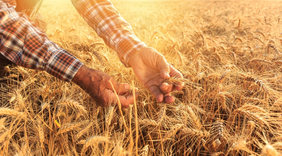 Farmer with hands in the grain