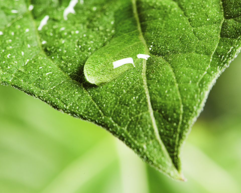 hoja con una gota de agua