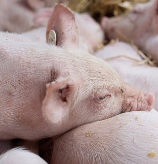 close-up of a pig in a pig farm