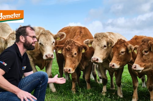 kiwa employee spending a group of cows