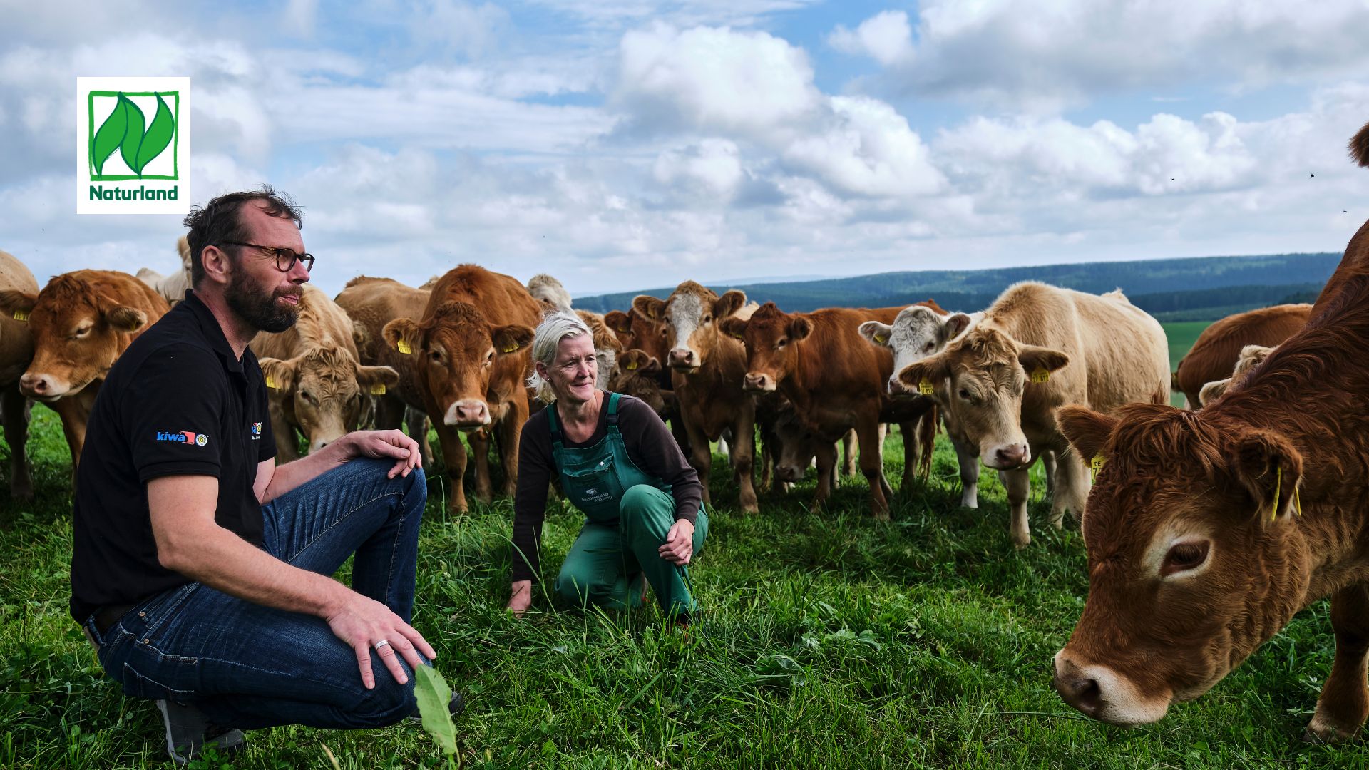 brown cows in a grass field with two people looking at them