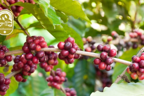 close-up of coffee beans on a tree branch