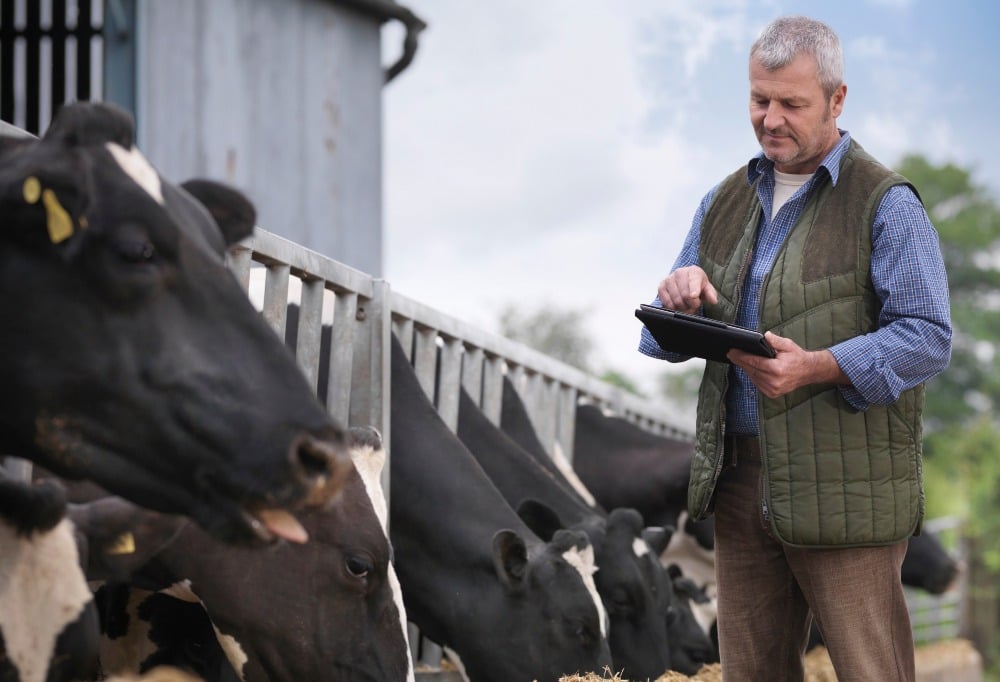Farmer using a tablet to manage livestock with cows feeding in a barn